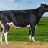 H.K. Holstein 16 1 (Sandy-Valley J Pharo)